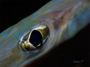 Good looking.. by Sven Tramaux 